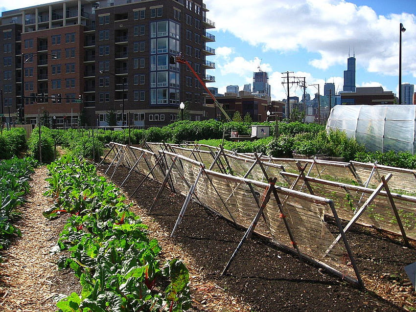 Urban agriculture, agriculture revolution HD wallpaper
