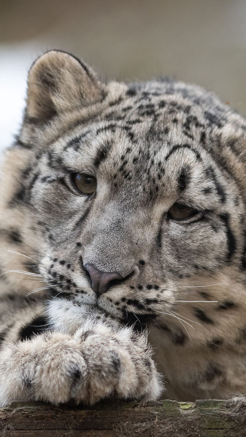 1350x2400 snow leopard, leopard, cub, predator, snow leopard close up HD phone wallpaper