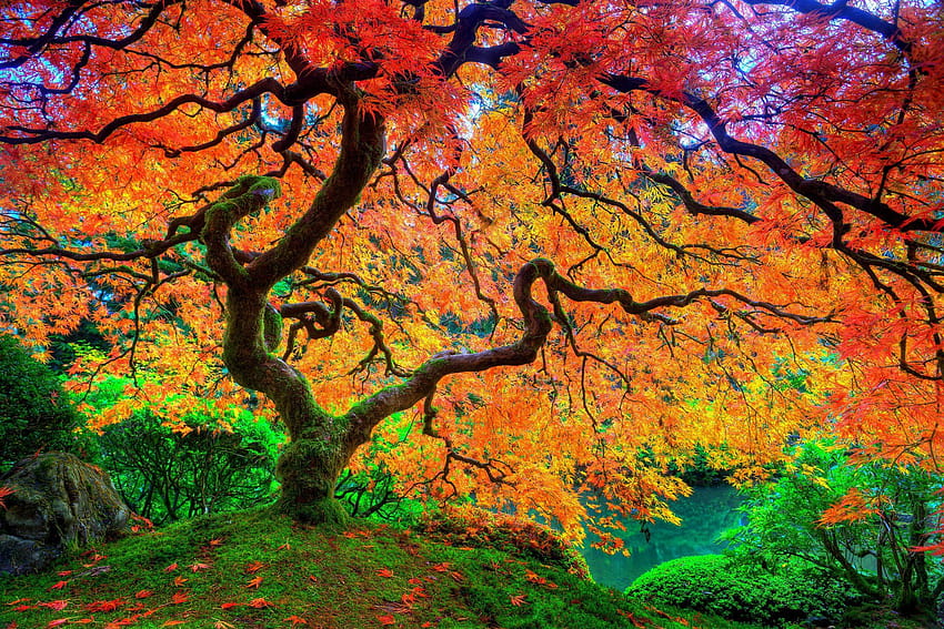 arce, hoja, árbol, japonés, otoño, temporada, natural, belleza, U, Ultra y s móviles, otoño japonés fondo de pantalla