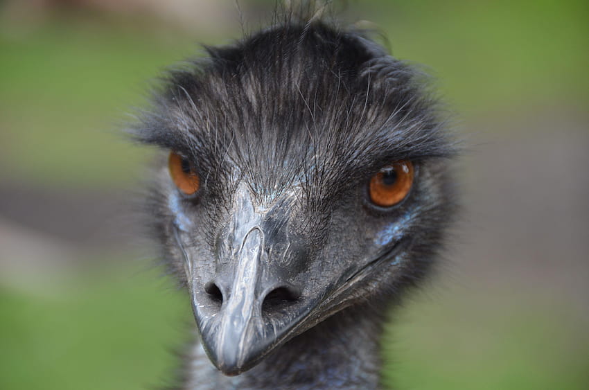 Emu Backgrounds HD wallpaper