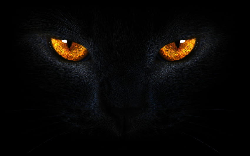 Katzenaugen, schwarze Katze mit goldenen Augen HD-Hintergrundbild