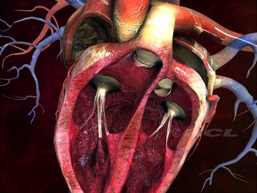 Parte interna do coração Estrutura interna do coração humano papel de parede HD