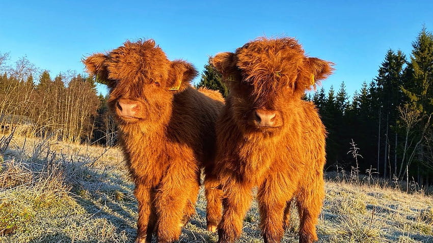 Scottish Highland Cattle In Finland: Morning frost and cows, fluffy cows HD wallpaper