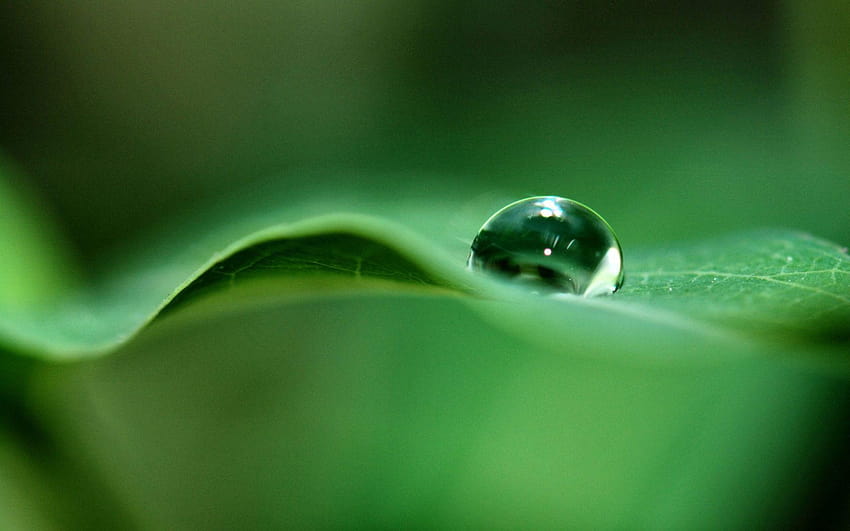 Dew Drops, morning dew on leaves HD wallpaper