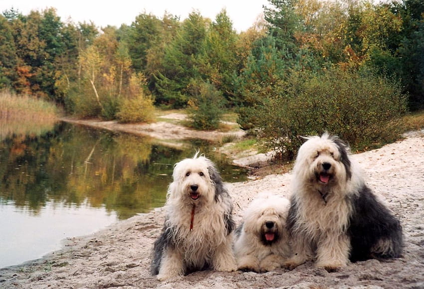 Old English Sheepdog dogs in nature and . Beautiful Old English Sheepdog dogs in nature HD wallpaper