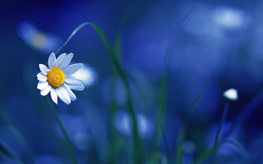 flowers, Macro, Nature, Blurred / and Mobile, flowers macro nature blurred HD wallpaper