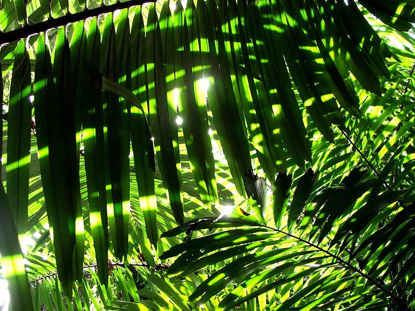 Nature, Leaves, Sunlight, Palm, Leaves / and Mobile Backgrounds, green ...