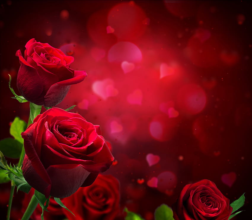 Rose Retina Ultra i tła, czerwona róża bokeh Tapeta HD