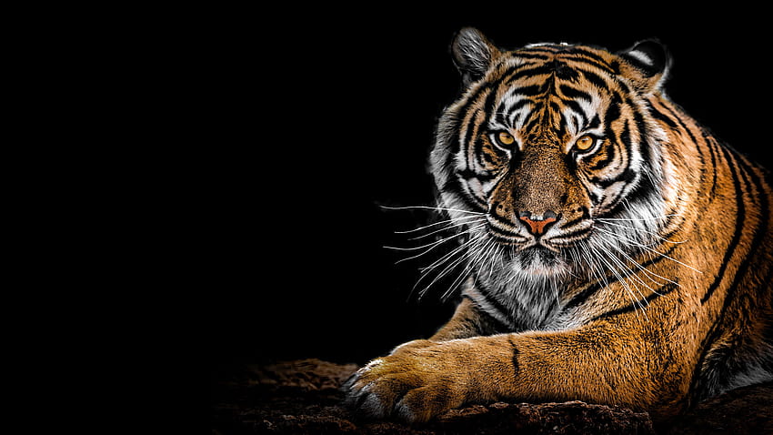 Бенгалски тигър, голяма котка, хищник, черен фон, амолен тигър HD тапет