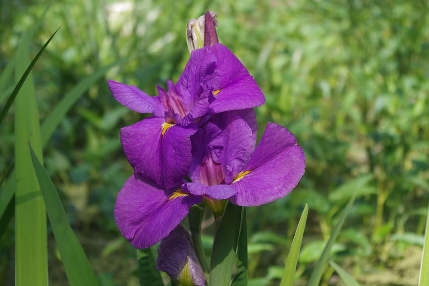 3090690 beauty, flora, flower, iris, louisiana iris, nature, beautiful iris flower HD wallpaper