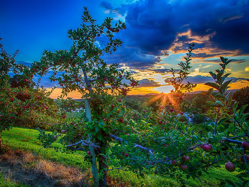 Sunset in apple orchard 640x960 HD wallpaper