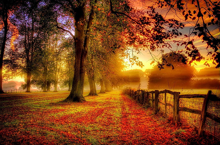 : sunlight, trees, landscape, forest, fall, sunset, nature, red, field, clouds, branch, sunrise, green, yellow, evening, morning, mist, fence, tree, autumn, leaf, flower, dawn, season, woodland, computer , woody plant 1920x1261, red yellow green autumn leaves HD wallpaper