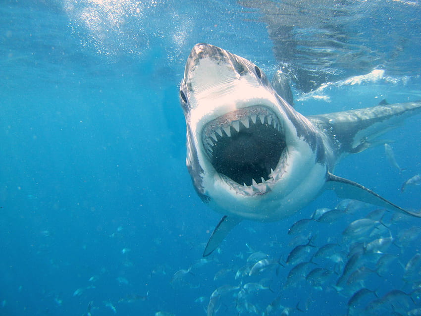 The 13 Most Awesome For People Who Love Shark Week HD wallpaper