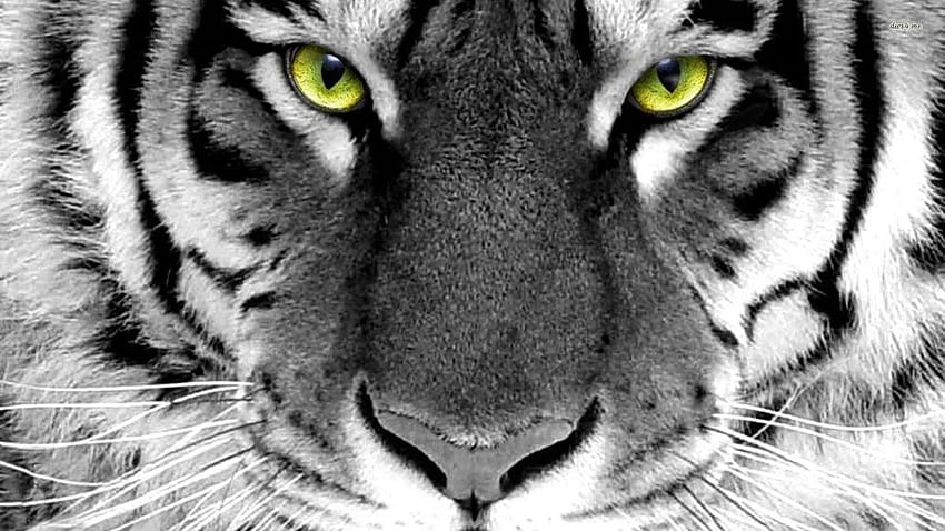 Tiger face HD wallpapers | Pxfuel