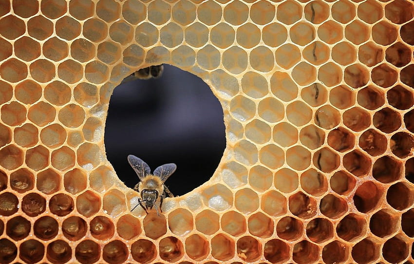 bee, cell, beehive , section природа, bee hive HD wallpaper