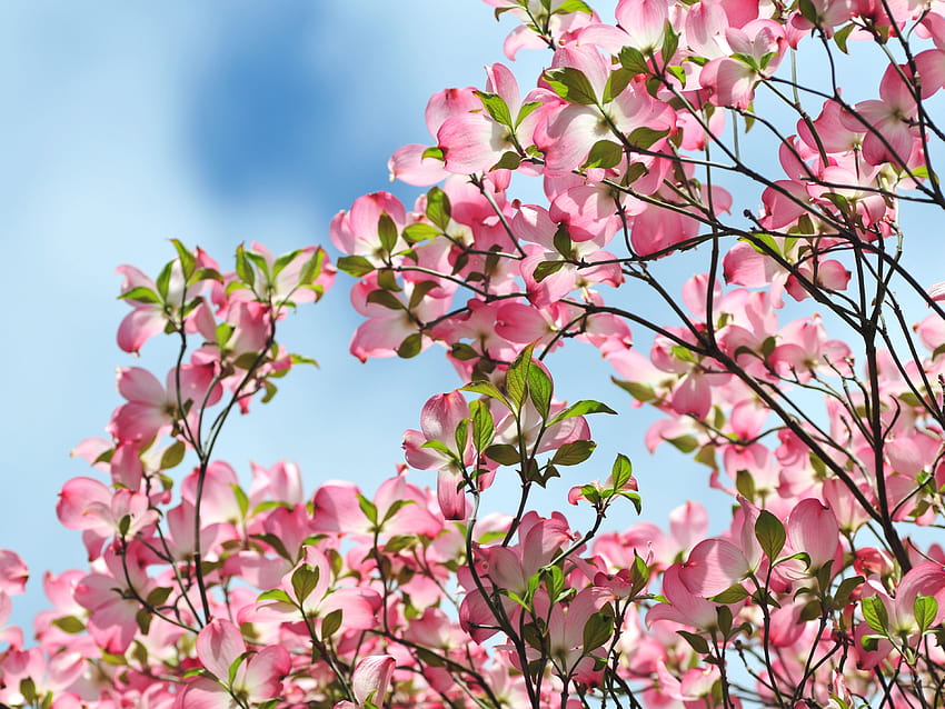 Como cultivar e cuidar de árvores de corniso rosa papel de parede HD