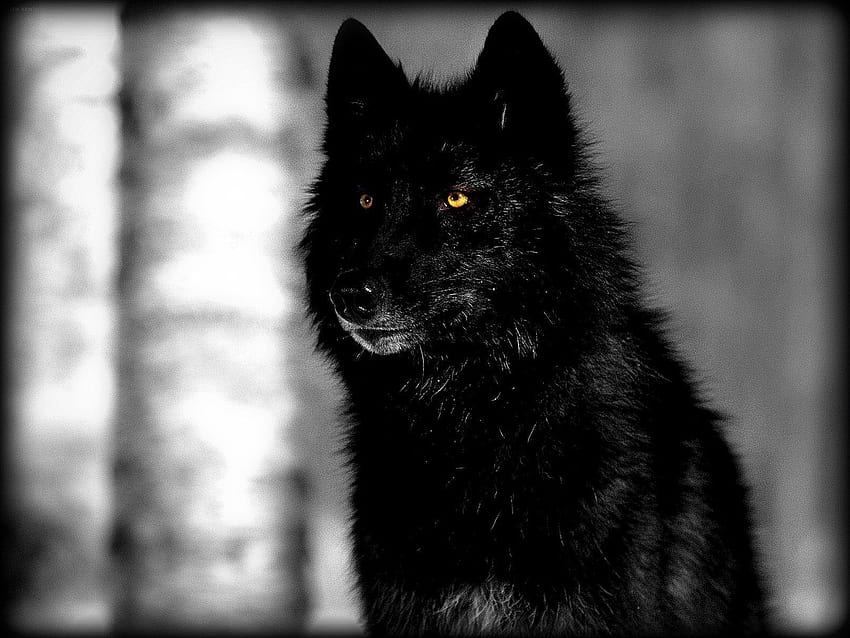 Anime schwarzer Wolf HD-Hintergrundbild