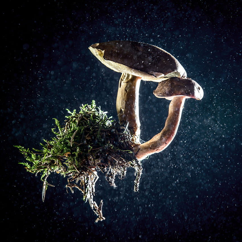 mushroom and green plant digital – Mushroom, mushrooms moss macro HD phone wallpaper