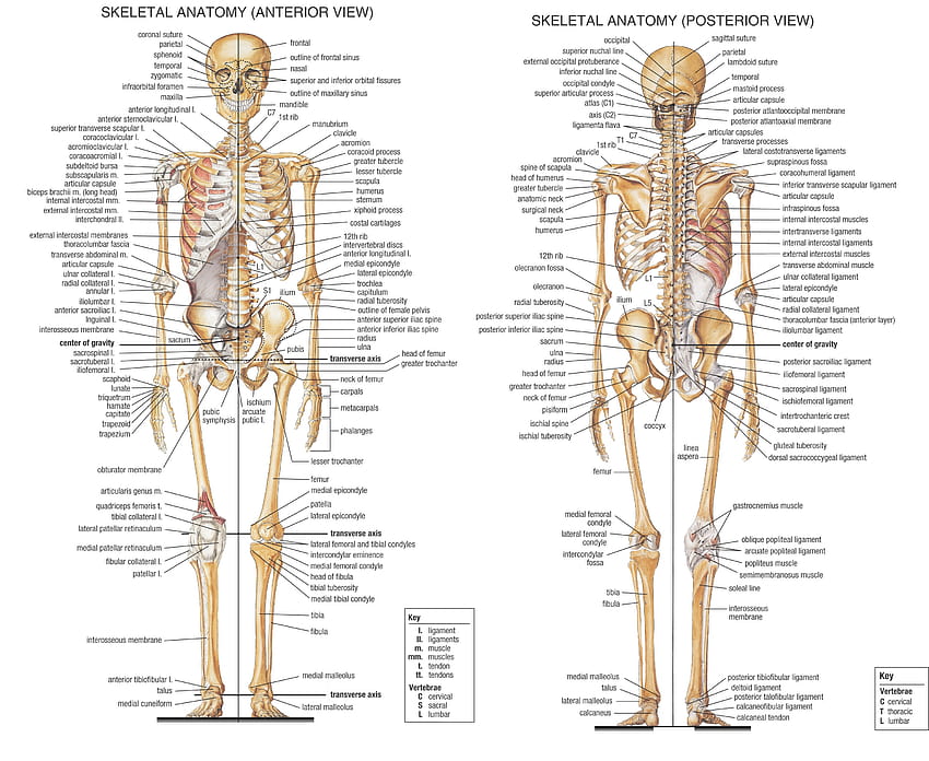 Anatomieskelette Hohe Qualität, High Definition, Körperteile HD-Hintergrundbild