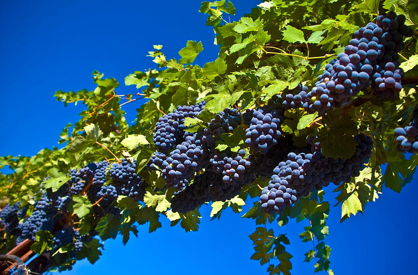 świeże winogrona wysokiej rozdzielczości PC czarne winogrona [1600x1055] na telefon komórkowy i tablet, winorośl Tapeta HD
