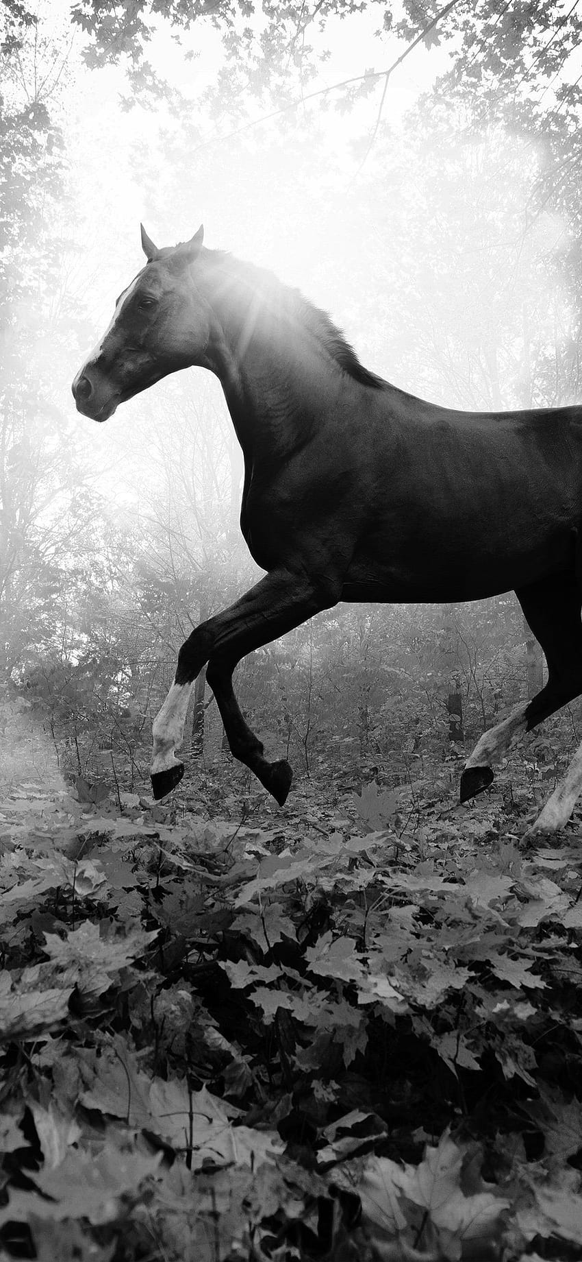 Iphone Schwarzes Pferd, schwarzes Pferd iphone HD-Handy-Hintergrundbild