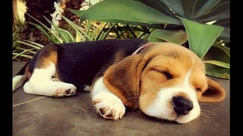 Funny And Cute Beagle Puppies Compilation, baby beagles HD wallpaper |  Pxfuel