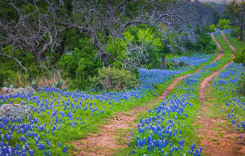 Straße, Blumen, Frühling, USA, Texas, State Park, Texas Lupin, Inks Lake, Abschnitt Straße, Frühlingspfade HD-Hintergrundbild