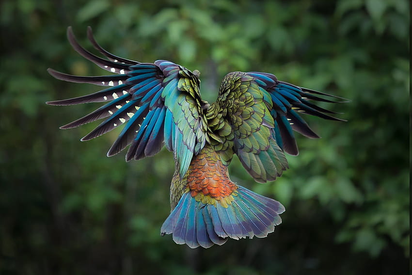 birds, Animals, Colorful, New Zealand, Parrot, Kea, Feathers, animal parrot HD wallpaper