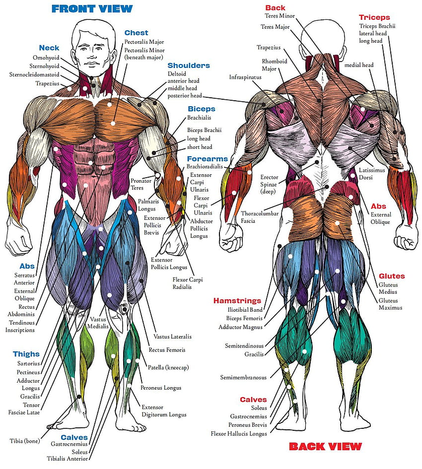 fitness, anatomia mięśni Tapeta na telefon HD