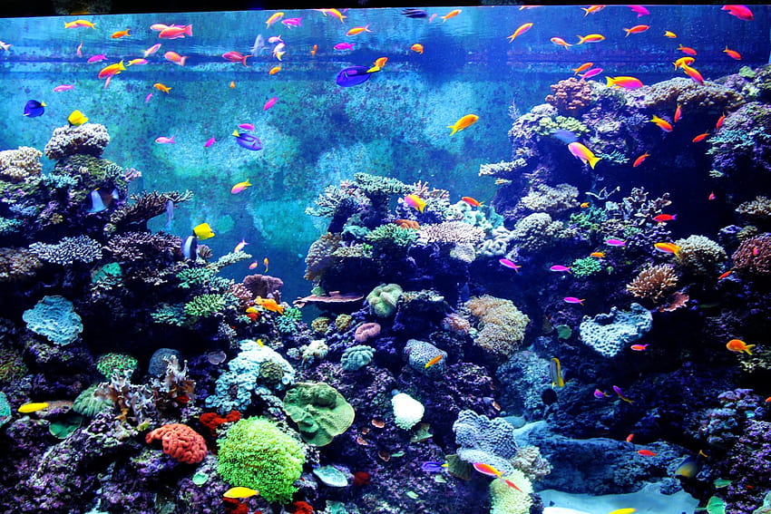 Aquarium Fish Wiki, aquarium computer HD wallpaper