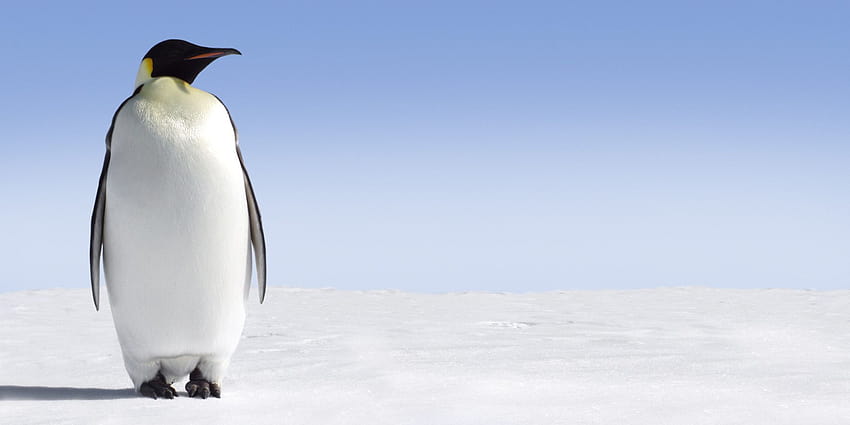 Pinguim-imperador mais visto papel de parede HD
