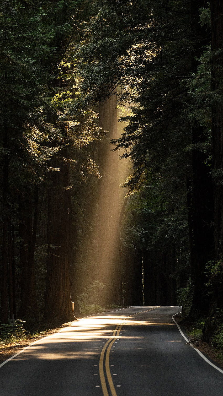 Sunrays Road Wood Forest Way Nature Android Android [1242x2208] for your , Mobile & Tablet, sunrays forest HD phone wallpaper
