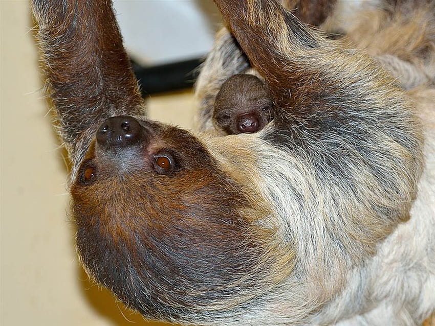 Adorable baby sloth clings to mom, cuddling sloth HD wallpaper