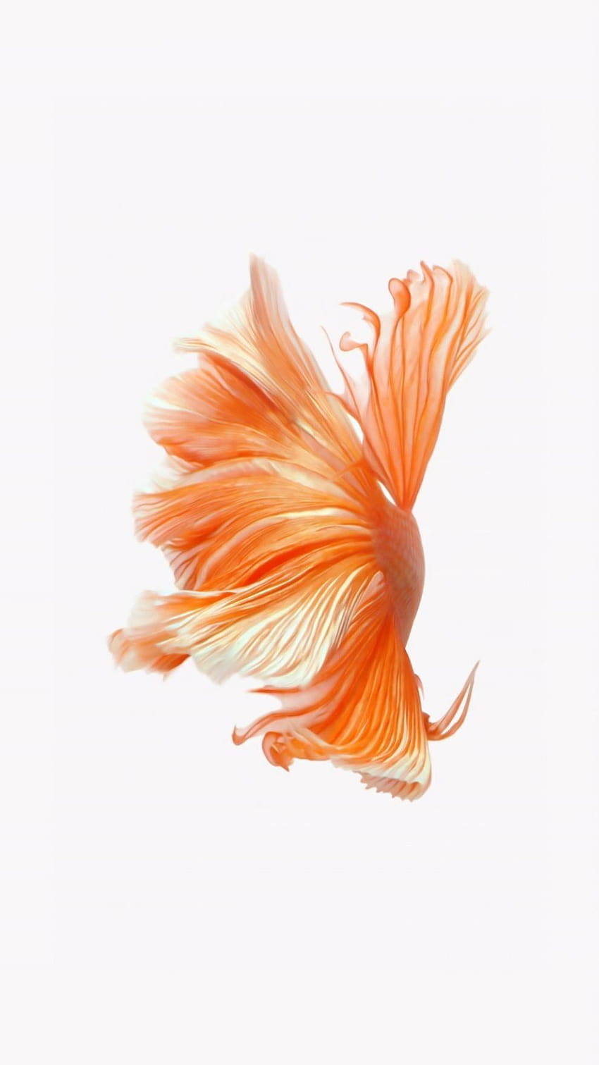 So holen Sie Apples lebenden Fisch zurück auf Ihr iPhone « iOS, oranges iPhone HD-Handy-Hintergrundbild