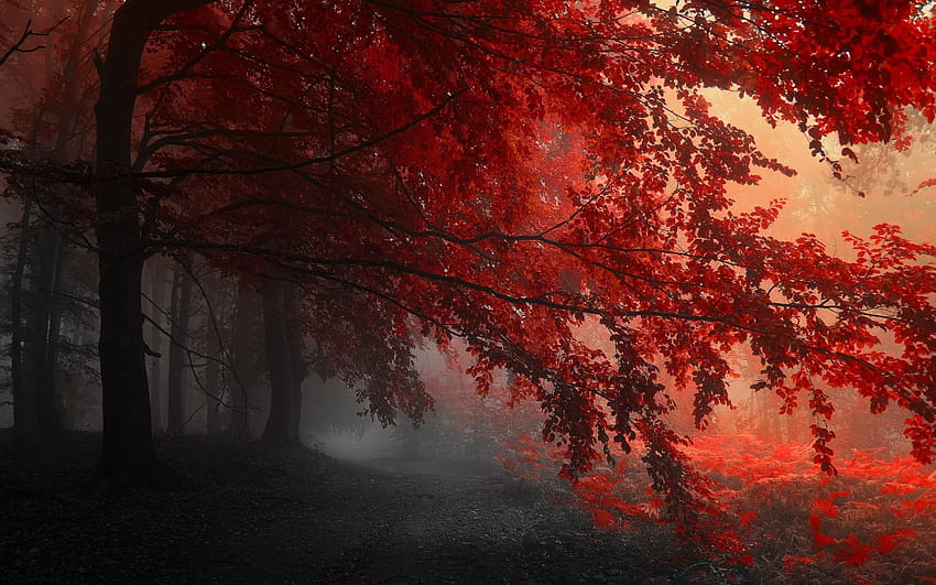 2880x1800 Red Forest Trees Path Macbook Pro Retina , Backgrounds, and ...