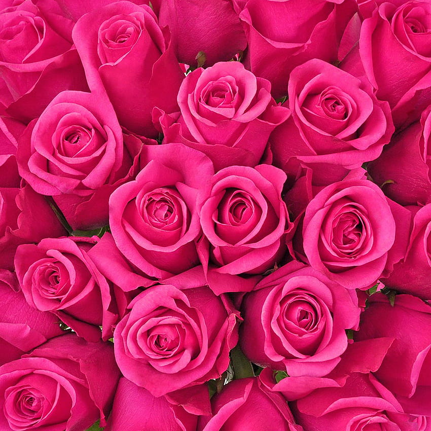 HOT PINK ROSES, roses rouges et roses Fond d'écran de téléphone HD