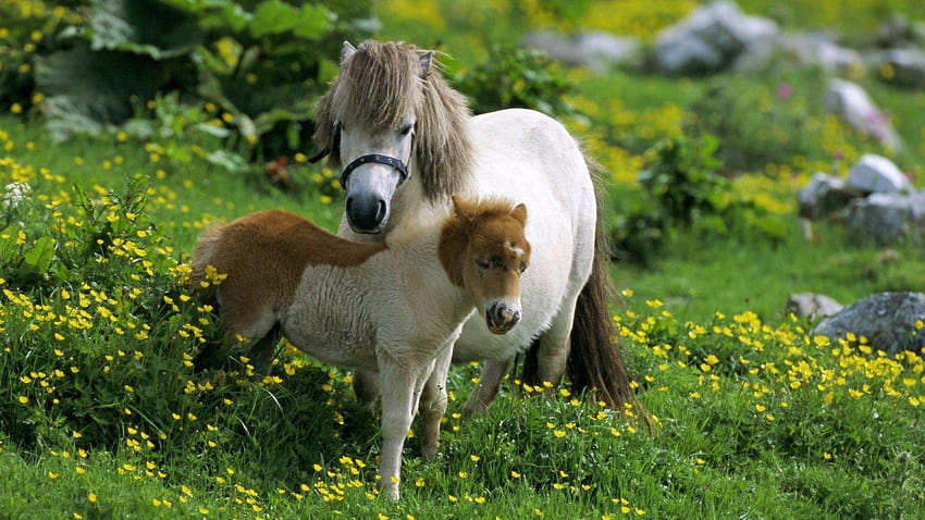 Latest of Shetland Pony Horse in Farm, pony animal HD wallpaper