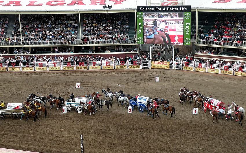 Equine Death Toll From 2015 Calgary Stampede Now Up to 4, chuckwagon racing HD wallpaper