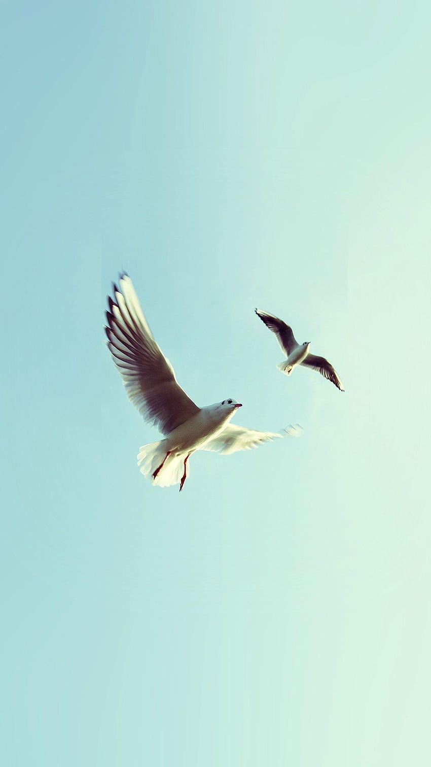 Pombos Pássaro Voar Céu Animal Natureza Minimal, pássaro voando alto Papel de parede de celular HD