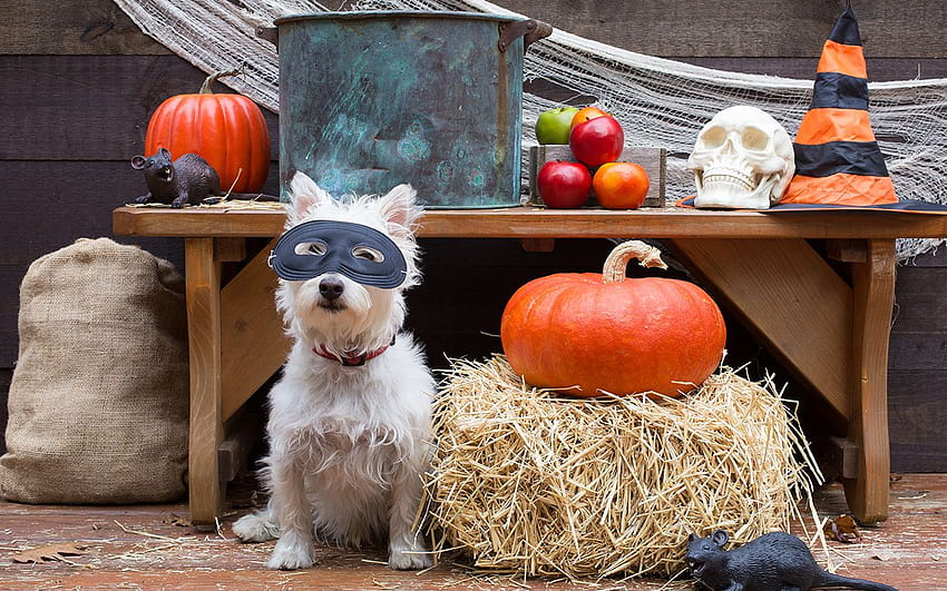 Halloween Pet Safety Tips to Keep Your Dog Safe, cute halloween dogs HD wallpaper