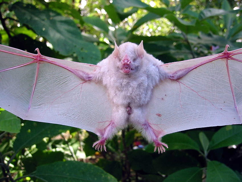 TheHolo on Bats, albino bats HD wallpaper