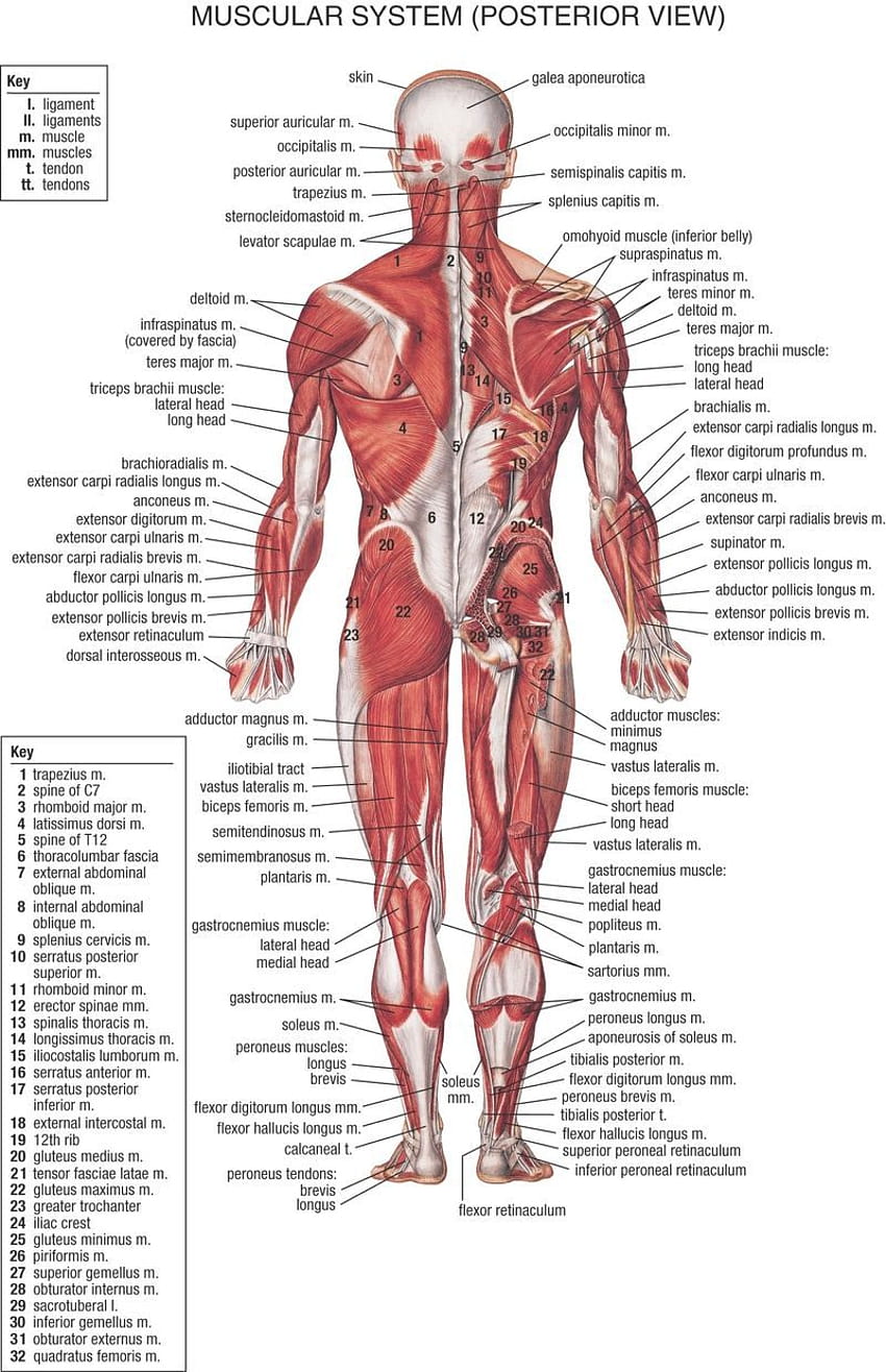 Anatomi tubuh manusia, Otot tubuh manusia ...pinterest wallpaper ponsel HD