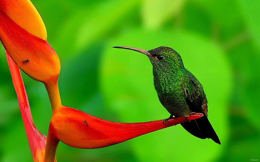 Latest Humming Bird, hummingbird HD wallpaper