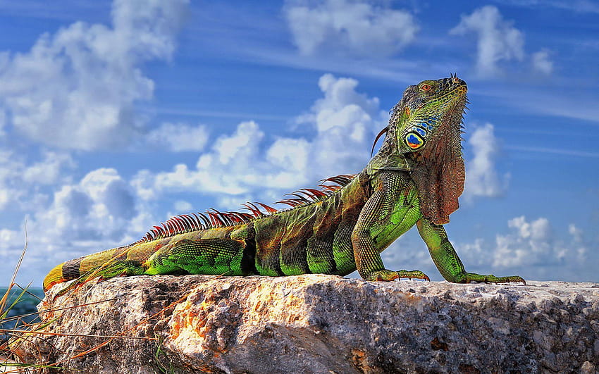 comune iguana iguana verde lucertola pietre cielo, Florida Keys Sfondo HD