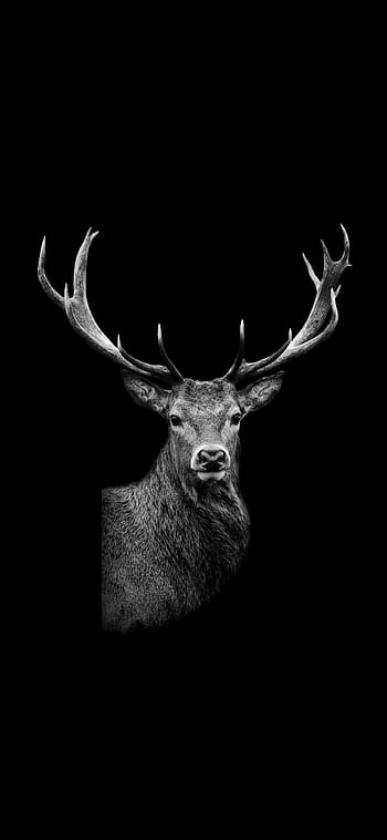 Black deer HD wallpapers | Pxfuel