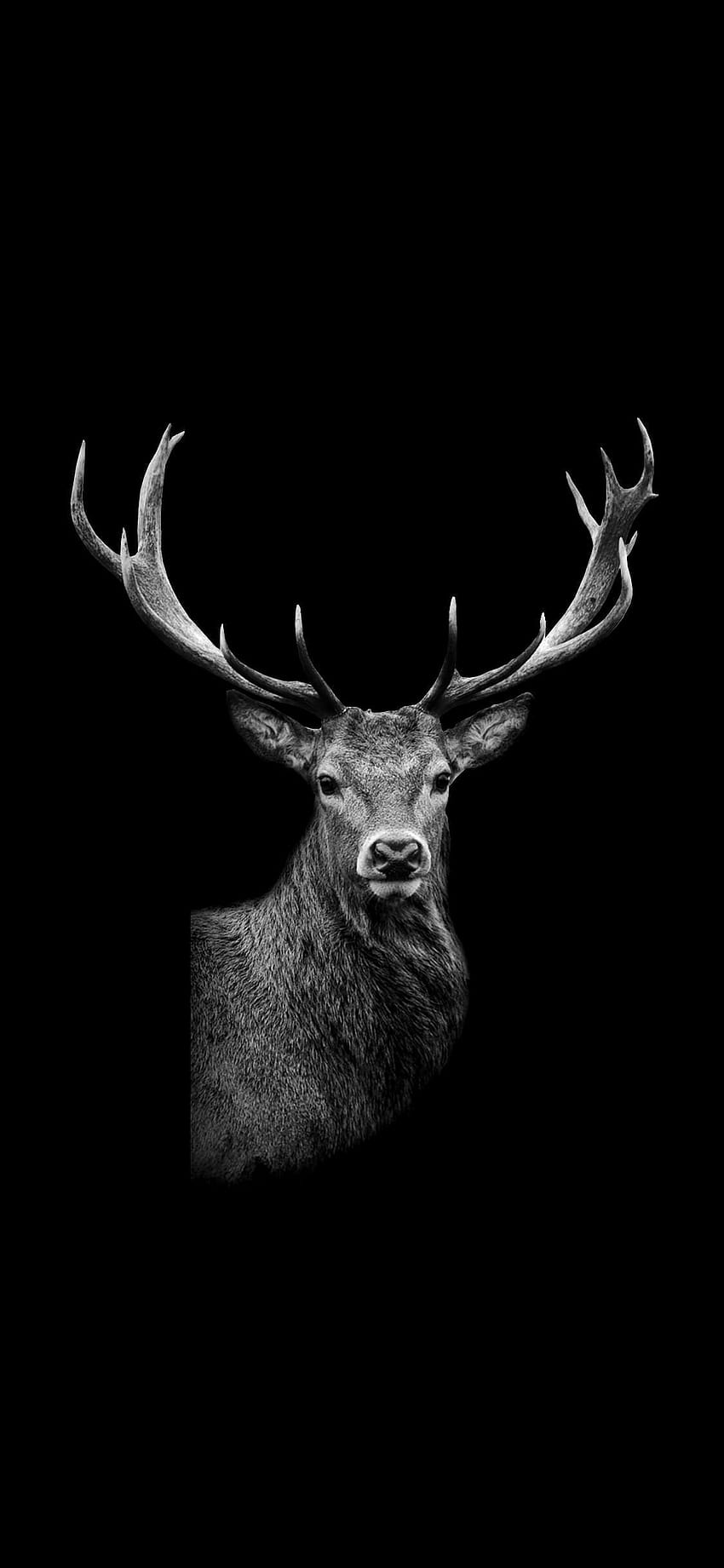 Black Deer, half of deer face HD phone wallpaper
