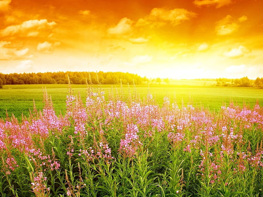 Top 43 Sunset In Summer Backgrounds, Nice, outdoor summer HD wallpaper ...