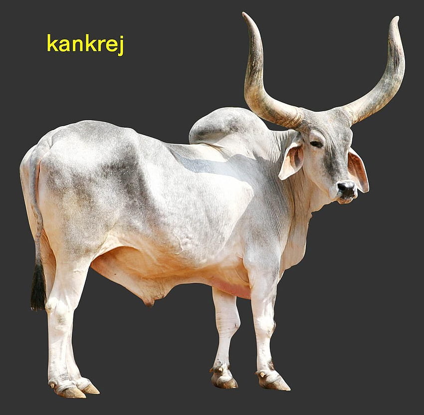 Tierzoo-Park: Kühe, indische Kühe, indischer Ochse HD-Hintergrundbild