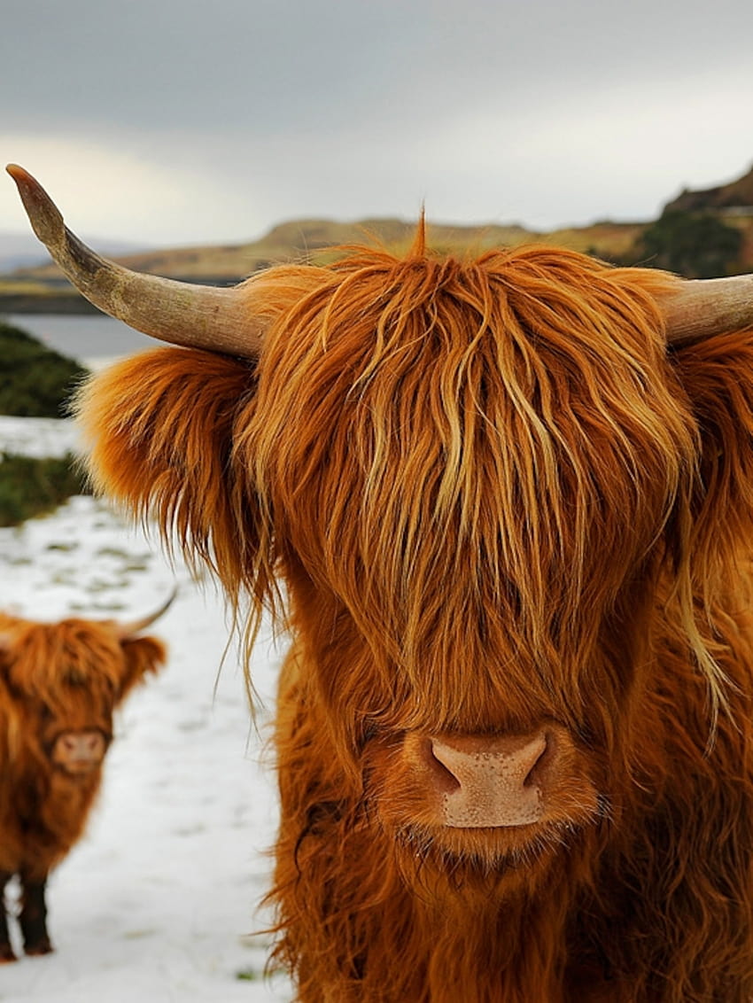 Highland Cattle, Шотландия HD тапет за телефон