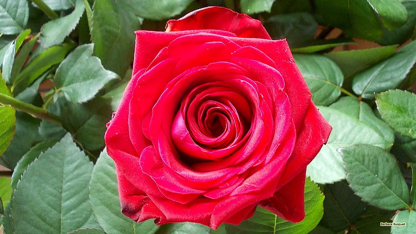 Dark Pink Rose, einzelne Rose in der Dunkelheit HD-Hintergrundbild